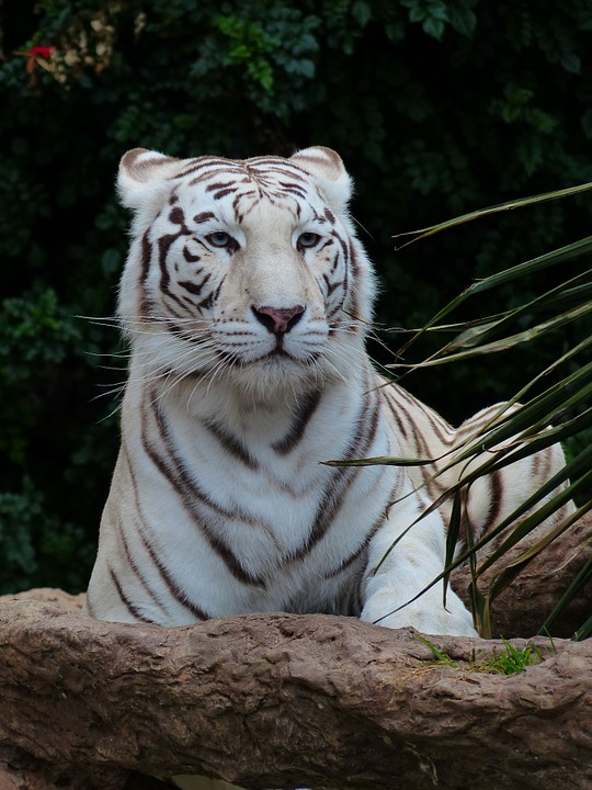 white bengal tiger, tiger, predator