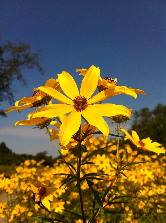 sunflower, yellow flower, flower