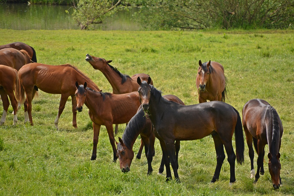 horses, flock, coupling