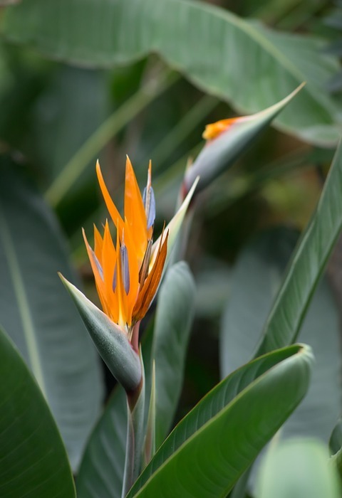 strelitzia, botanical garden, bird of paradise flower