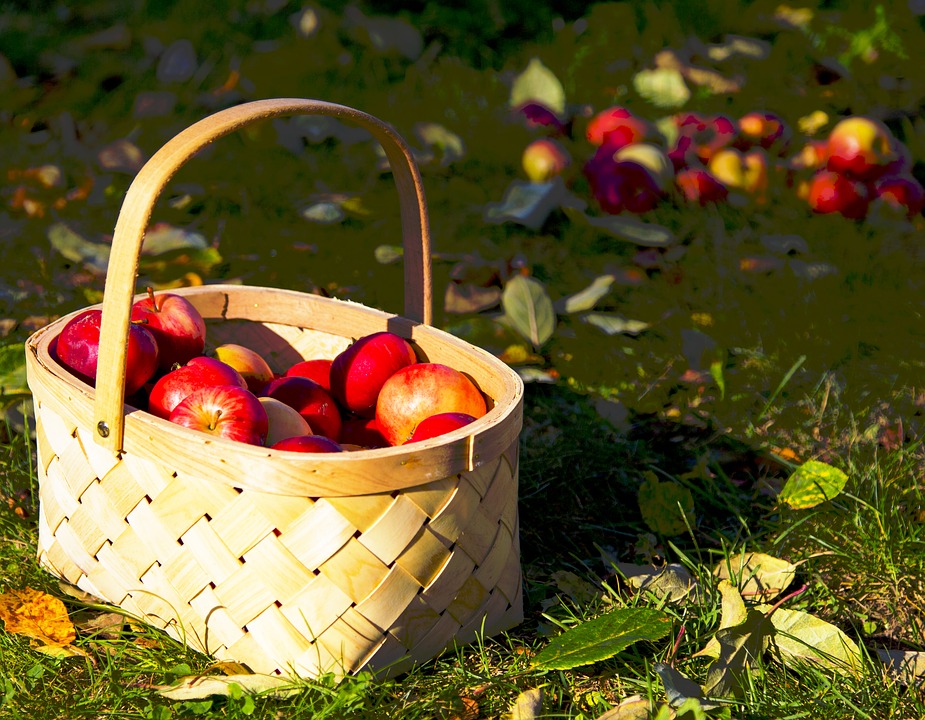 apples, cart, autumn