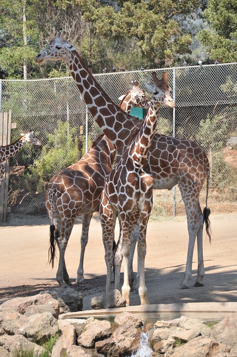 giraffe, zoo, safari