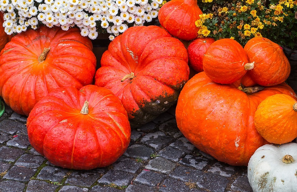 pumpkin, squash, thanksgiving