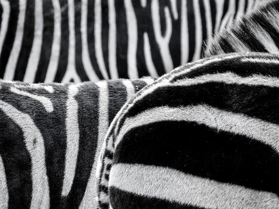 zebra, zebra crossing, animals