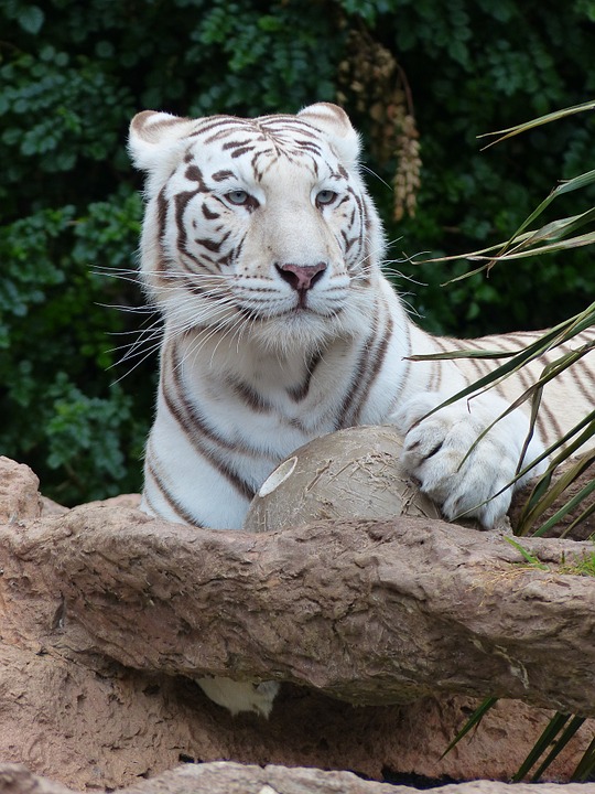 white bengal tiger, attention, watch