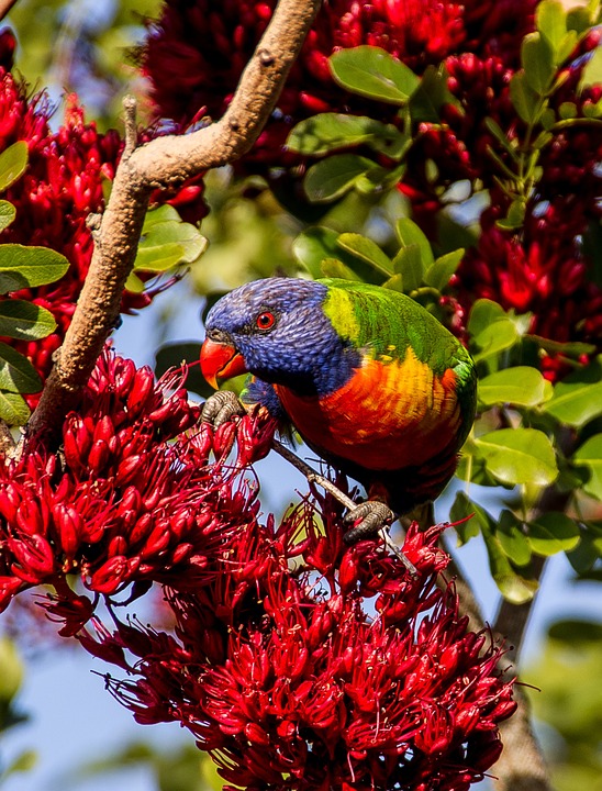 rainbow lorikeet, parrot, colourful