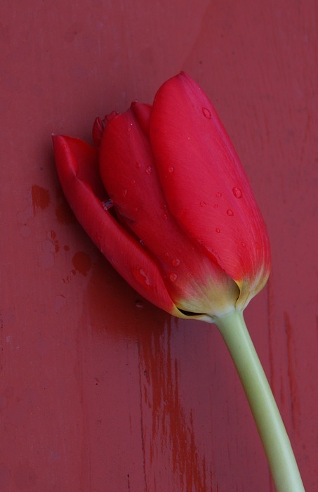 tulip, flower, red