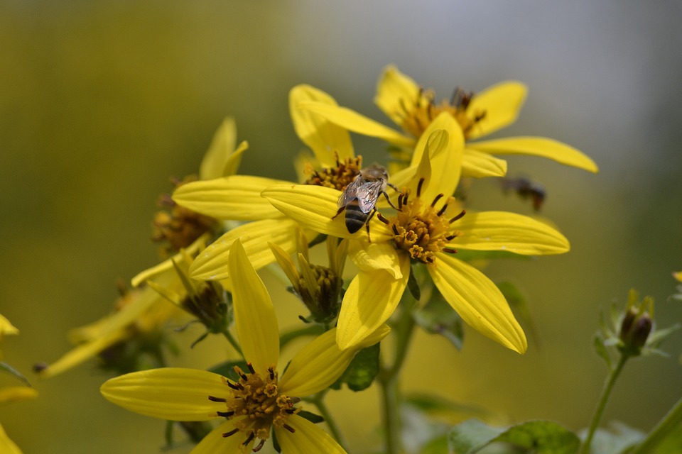 flower, bee, yellow