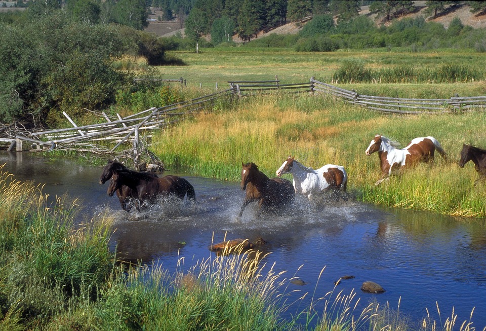 horses, running, ranch