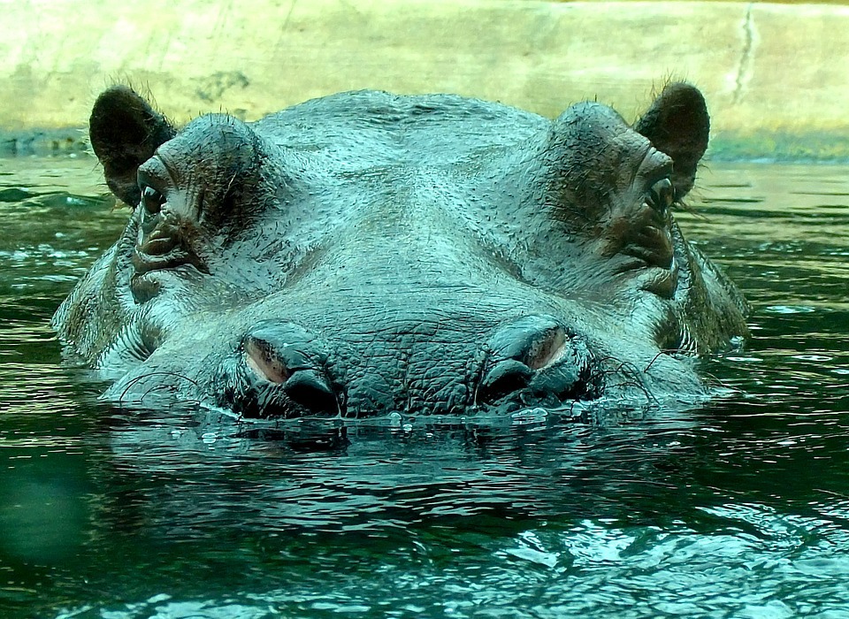 hippo, zoo, hippopotamus