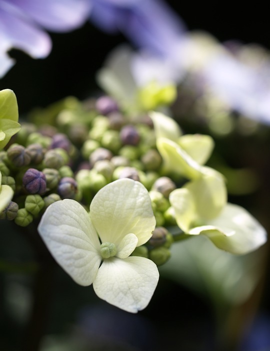 hydrangea, lacecap-hydrangea, flower