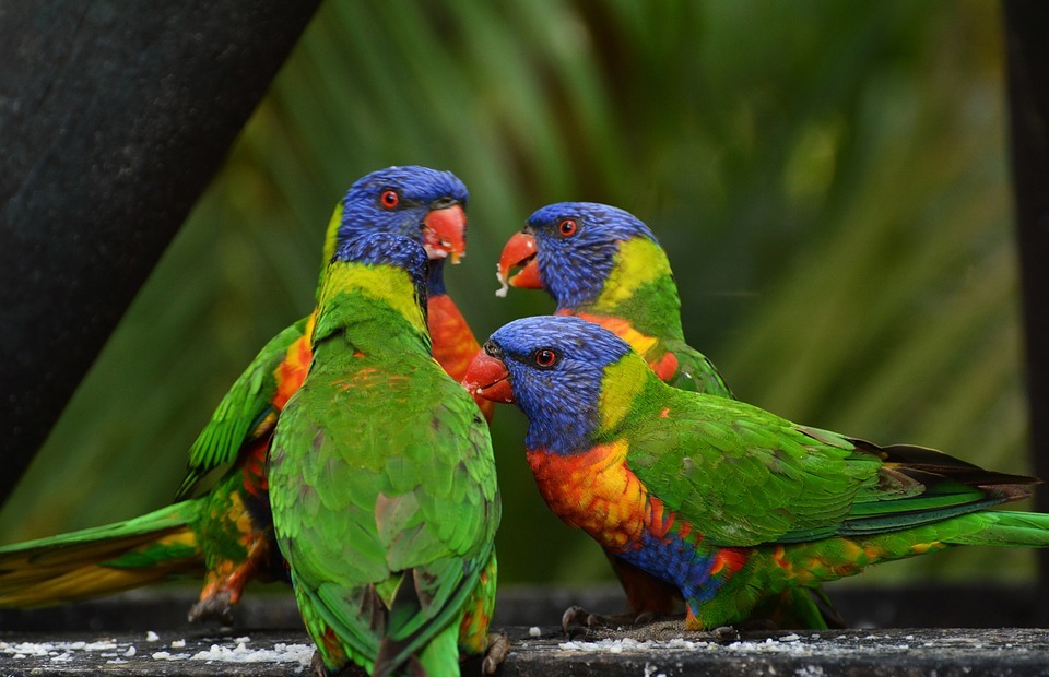 rainbow lorikeet, colorful, birds