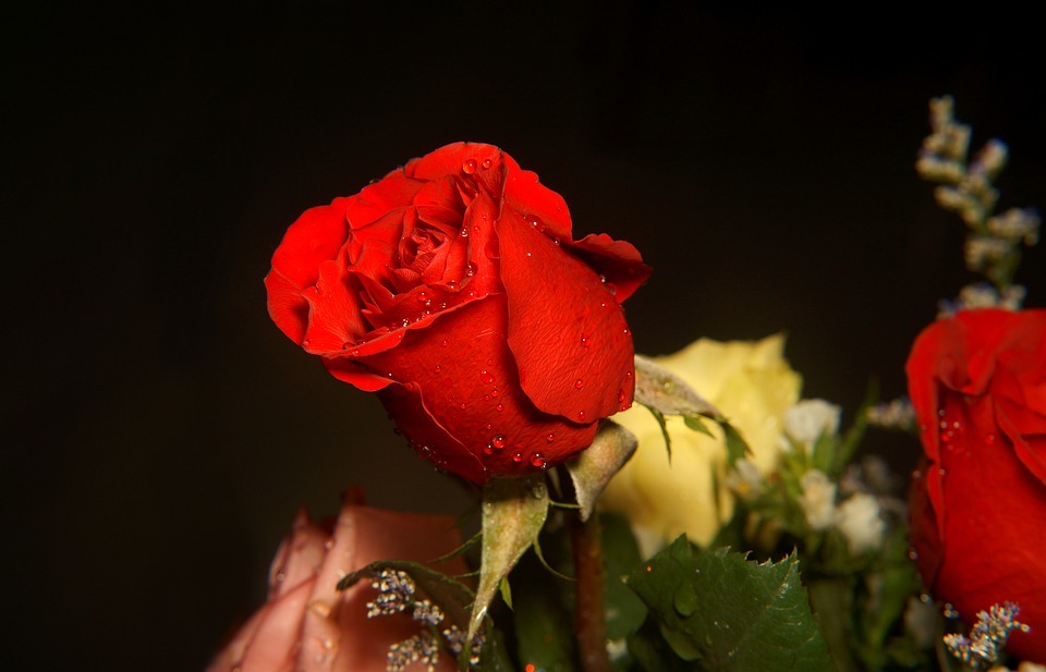 roses, love, red rose