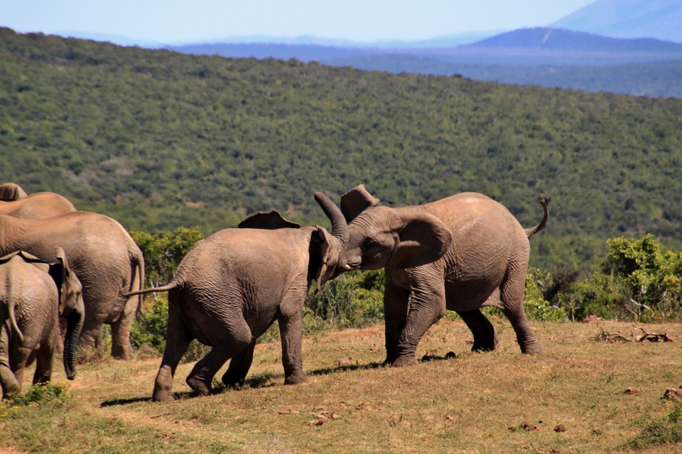 elephant, african bush elephant, africa