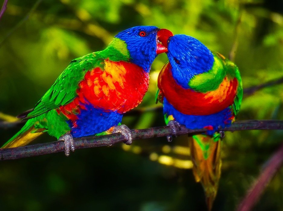 parrots, pair, bird