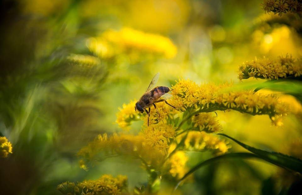 bee, macro, flower