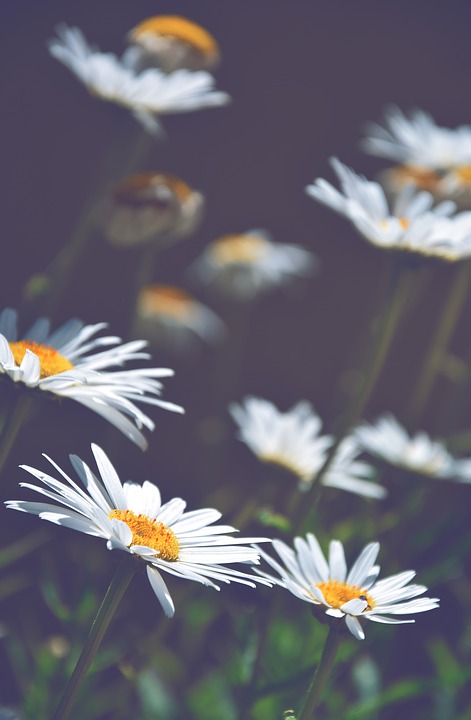 daisies, white daisies, flowers