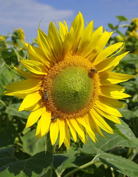 sunflowers, field, flower
