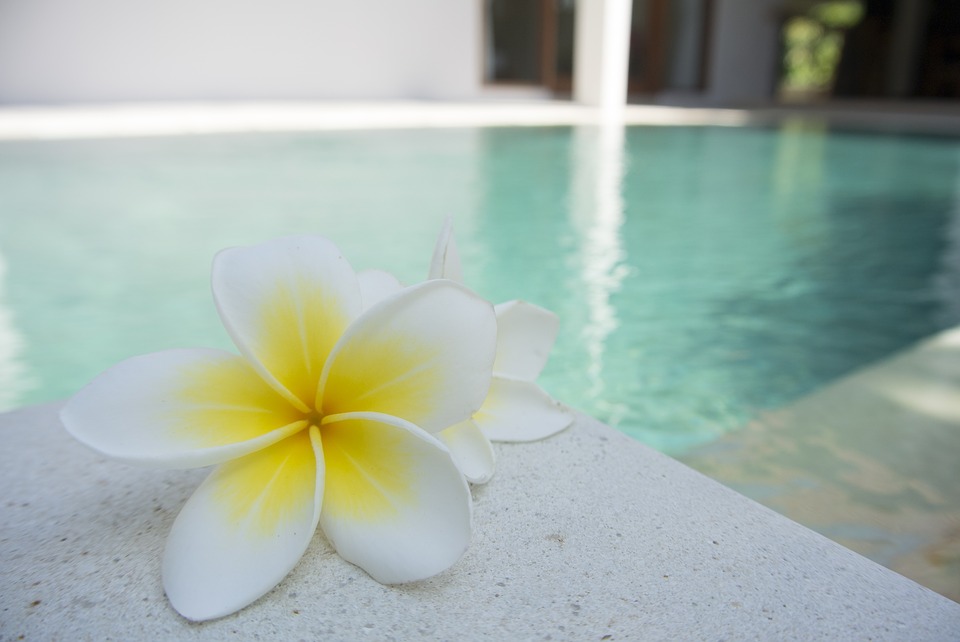 flower, frangipani, pool