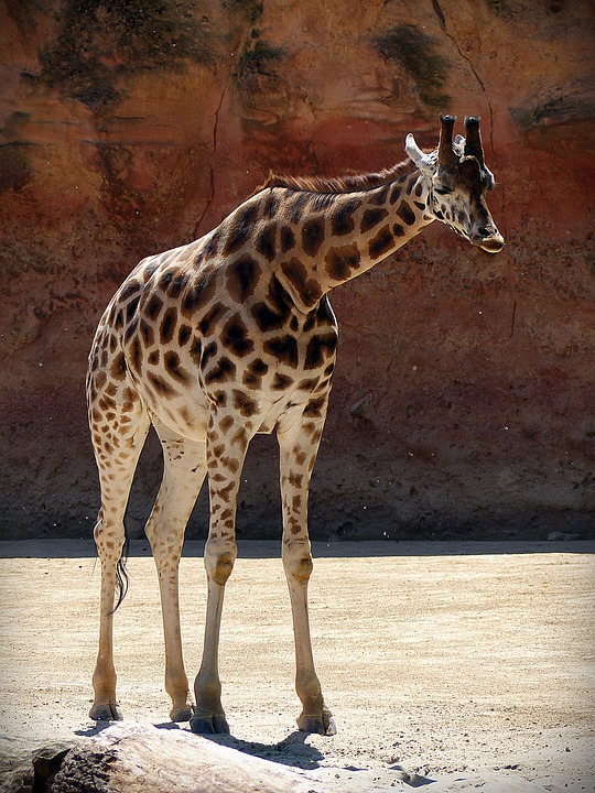 giraffe, animal, africa