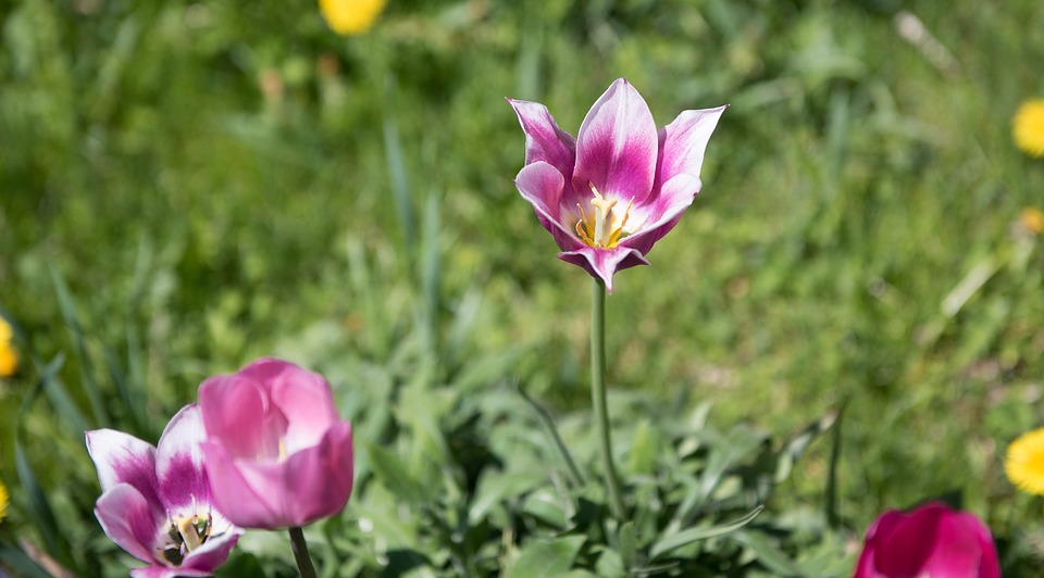 tulips, flower, garden