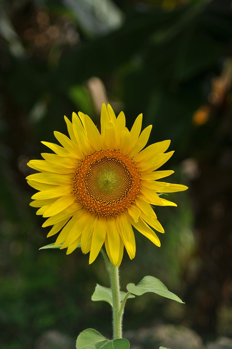 flower, sunflower, nature