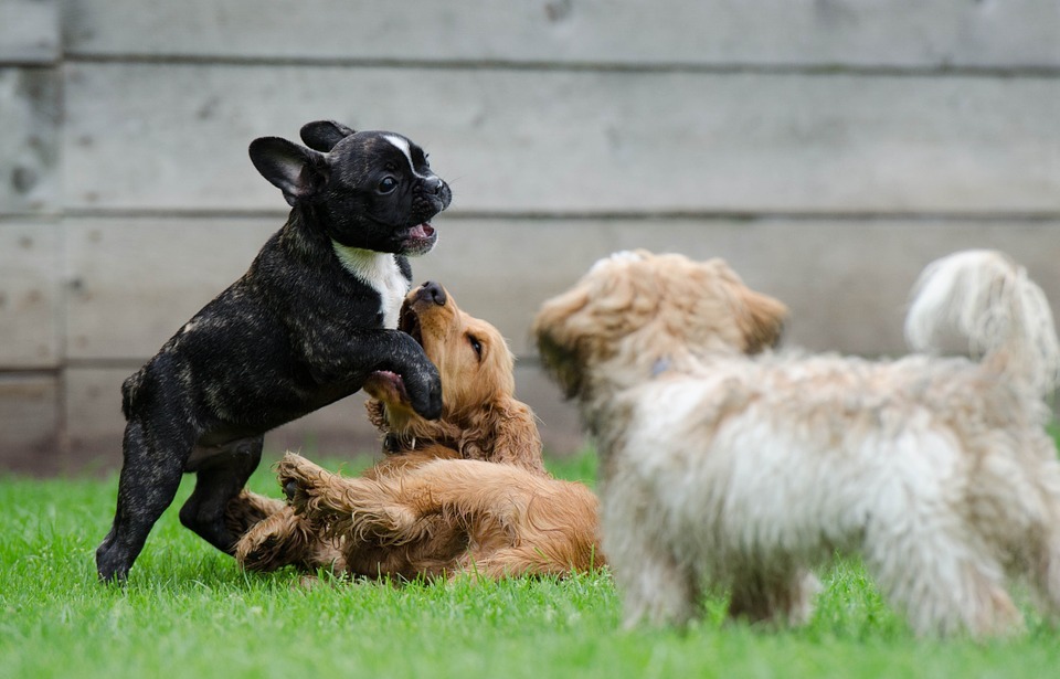 playing puppies, young dogs, french bulldog