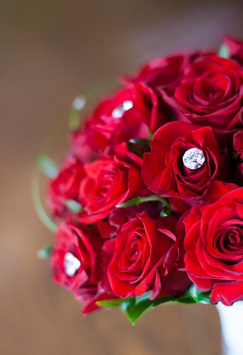 red, roses, bridal