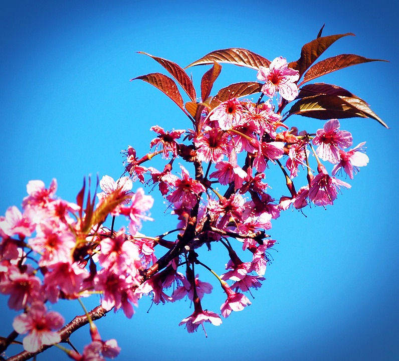 prunus cerasoides, wild himalayan cherry, sakura thailand