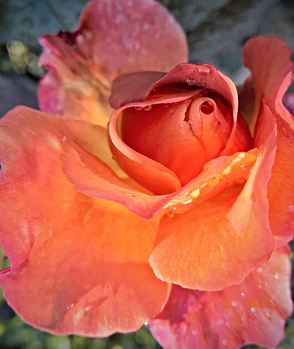 flower, rose, floribunda