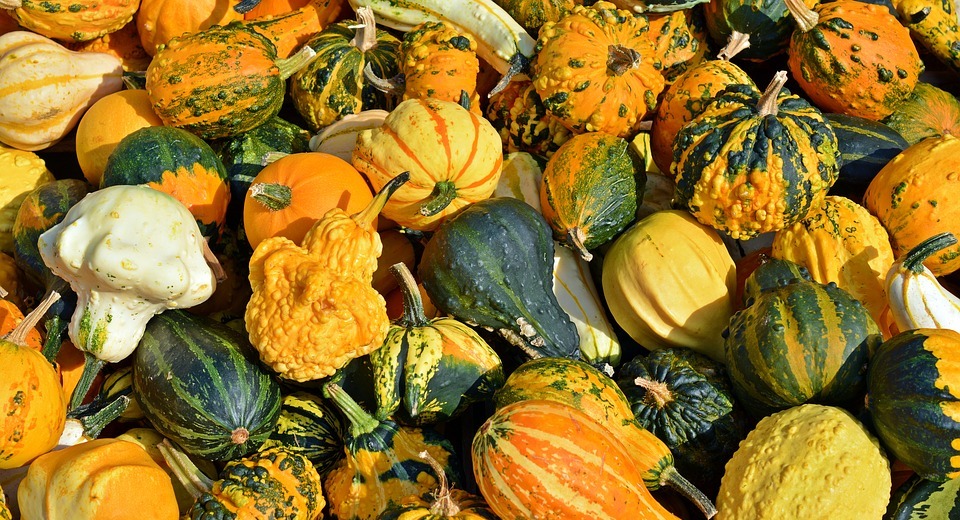 pumpkin, harvest time, sale