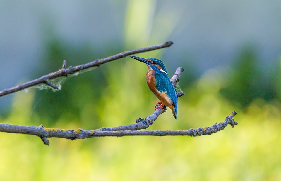 kingfisher, bird, colorful