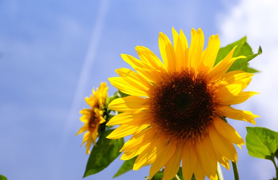 sunflower, flower, sun sky