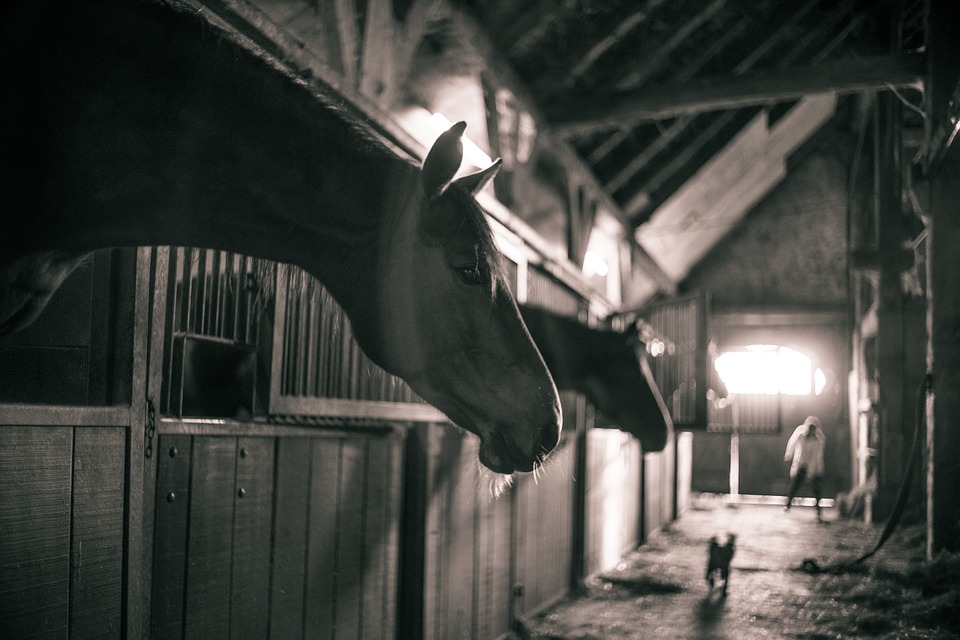 horses, horse barn, black white