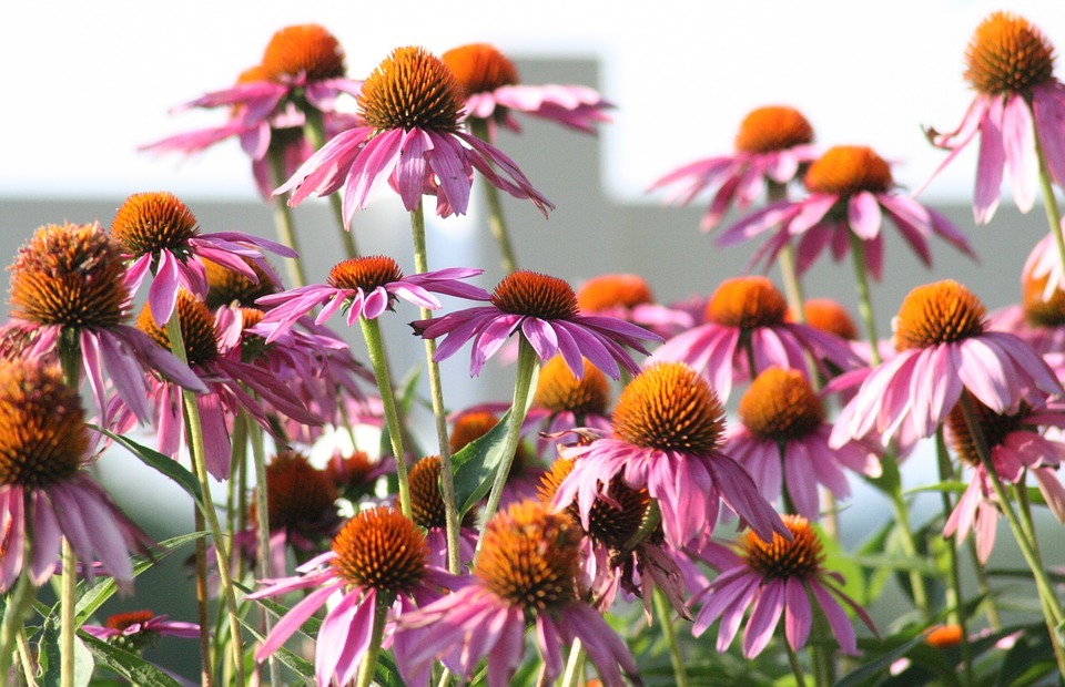 flowers, cone flower, nature