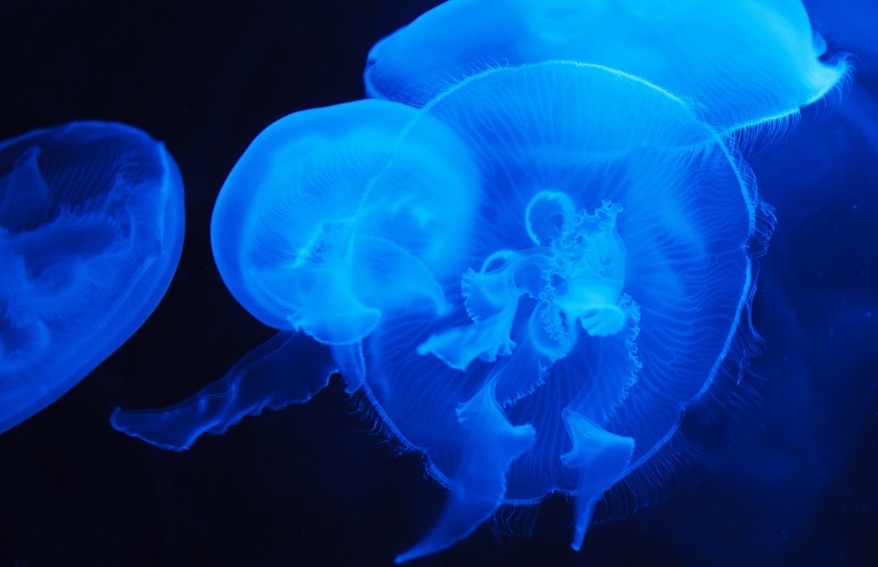 animal, jellyfish, blue