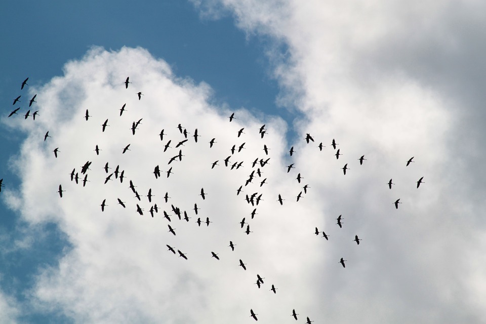 flock of birds, migratory birds, cranes
