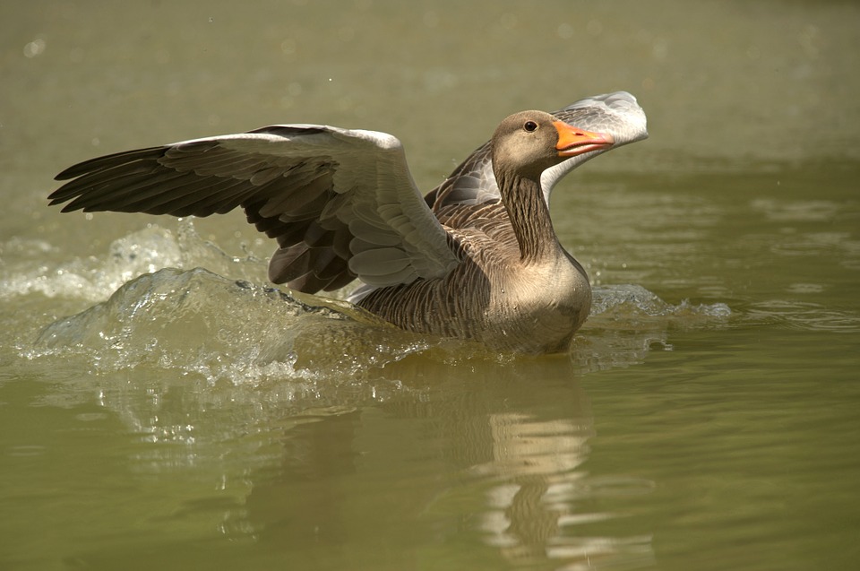 goose, water bird, migratory bird