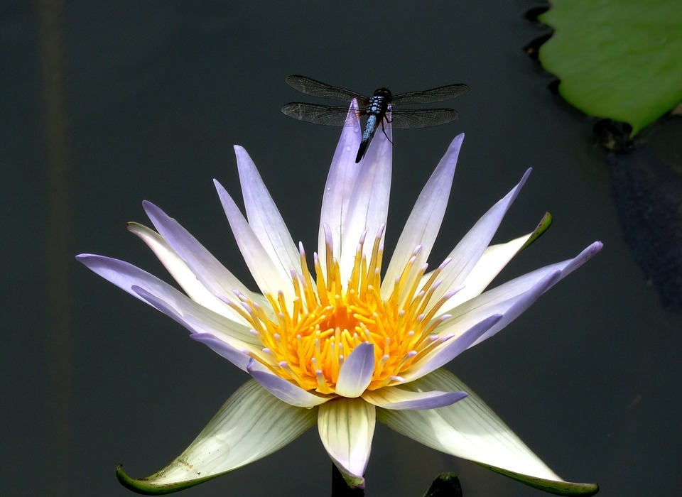 dragon fly, lily, flower