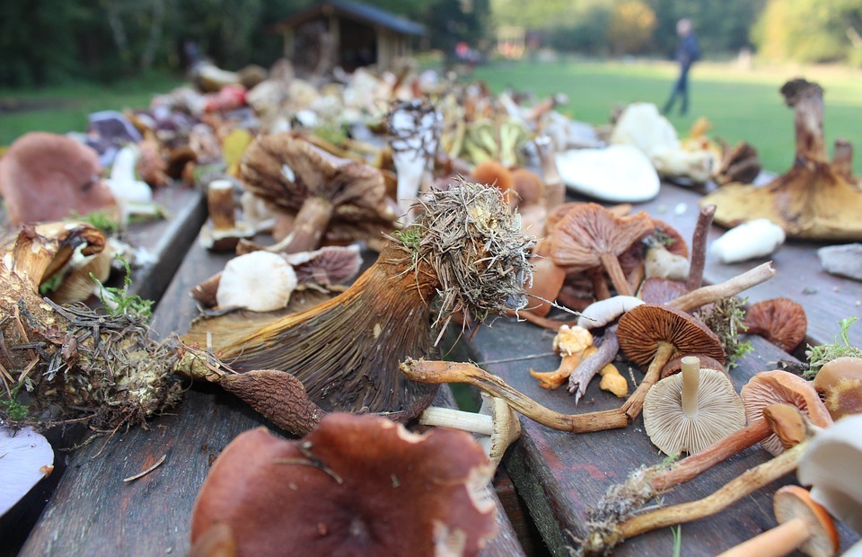 mushrooms, fall, thanksgiving