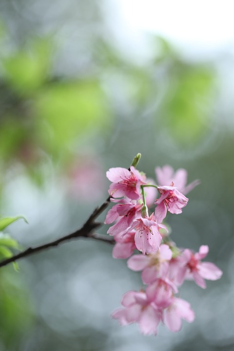 flower, spring, pink