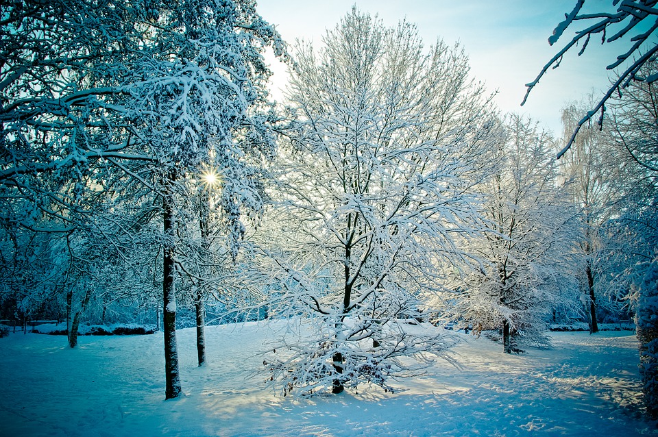 wintry, snowy, trees