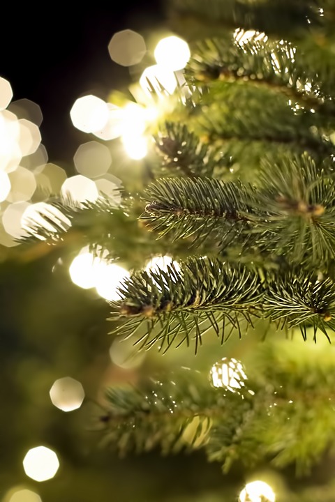 pine branch, christmas, christmas lights