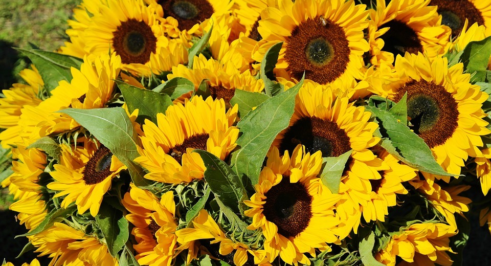 sunflower, sunflower field, bouquet