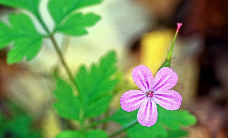 flower, small, violet