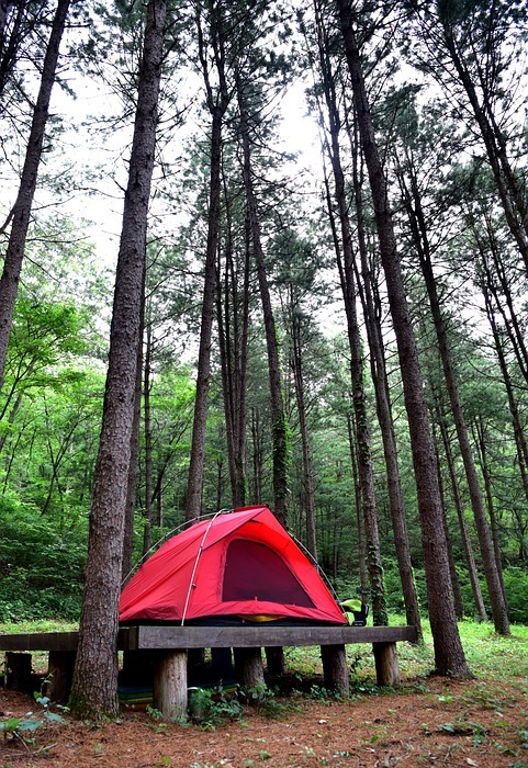 camping, tent, forest
