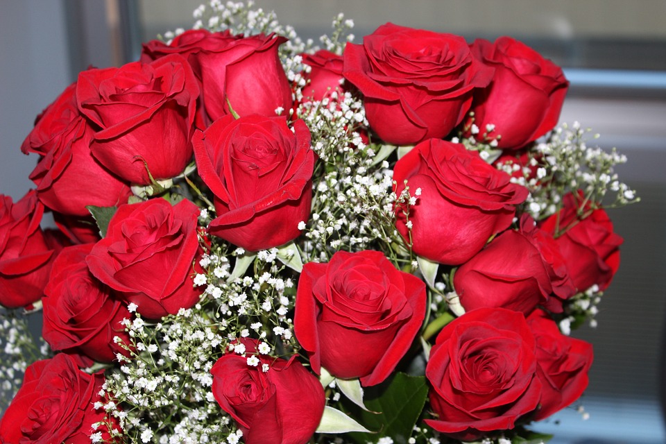 roses, red, valentine