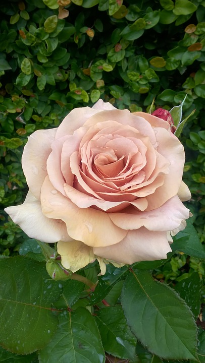 rosa, flower, antique pink