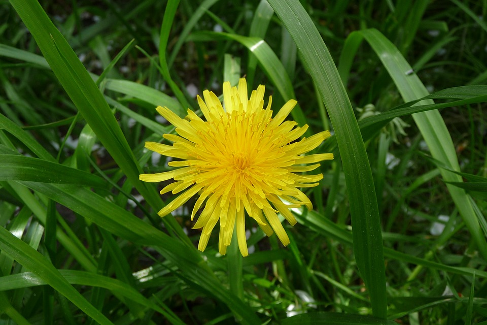 dandelion, mayflower, may