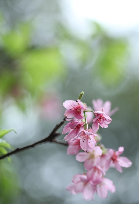flower, spring, pink
